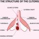 Clitoris 