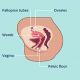 Fallopian tube