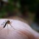 Aedes mosquito 