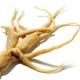 ginseng root