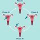 Phases of ovarian cycle