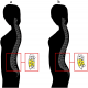 More wedge-shaped vertebra (right) create a sexier bottom curve