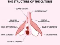 Clitoris