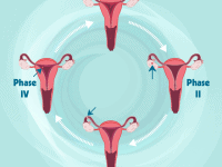 Ovulation