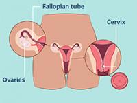Cervix