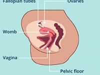 Fallopian tube
