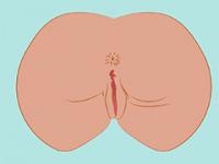 Anus