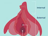 Vaginal opening