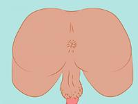 Anus
