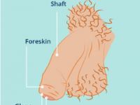 Penis