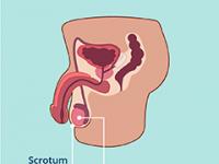 Scrotum